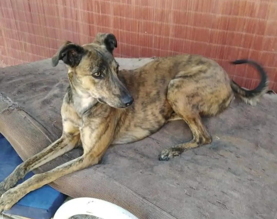 eltuitdemarsh's tweet photo. Urgente! Buscamos a esta perrita mestiza de galgo. Se perdió cerca del paradero 34 de Gran Avenida en la comuna de El Bosque. Es muy asustadiza y no muerde. Si la ves, por favor retener y llamar al +56990838061. Favor RT!
#ElBosque https://t.co/qLK2rv7fyl