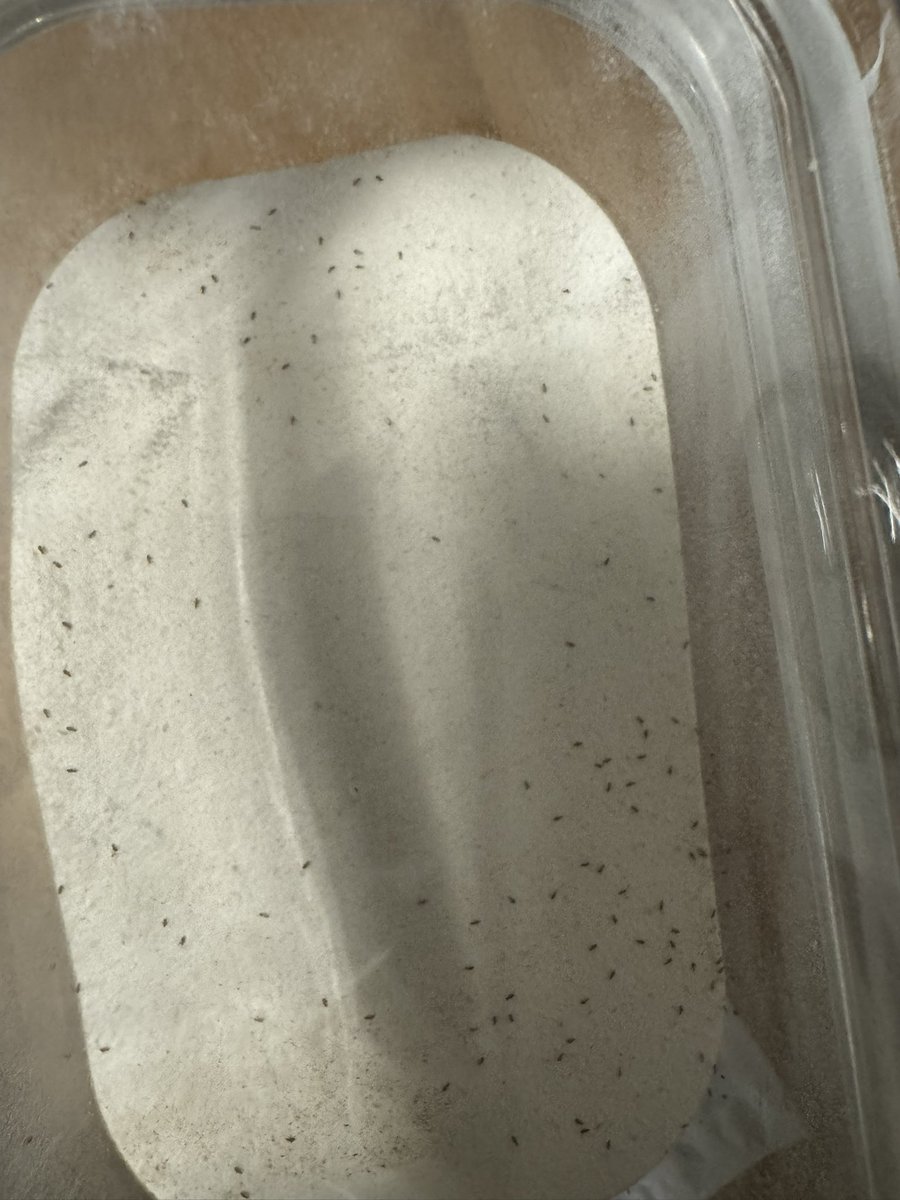 kelly picken (@kellypicken) on Twitter photo How gross π€’ 2nd time <a href="/sainsburys/">Sainsbury's</a> flour has come with guests. Luckily I put everything in tubs after the last infestation took over the whole food cupboard. Not what you would expect to happen twice! #weavils #sainsburys #tastethedifference #uninvitedguests #gross How gross π€’ 2nd time <a href="/sainsburys/">Sainsbury's</a> flour has come with guests. Luckily I put everything in tubs after the last infestation took over the whole food cupboard. Not what you would expect to happen twice! #weavils #sainsburys #tastethedifference #uninvitedguests #gross