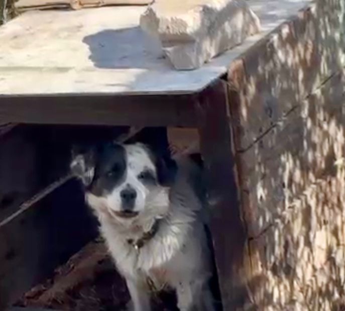 velazquez_er's tweet photo. Hola @c4jimenez @PaolaRojas @nacholozano de su apoyo para rescatar dos perritos que tienen encadenados en predio en los límites de @GobAtizapan y @Gob_Tlalne sólo que a @Pedro_RVillegas no le genera ningún tipo de interés y no apoya al rescate. https://t.co/O47JmMiOT3