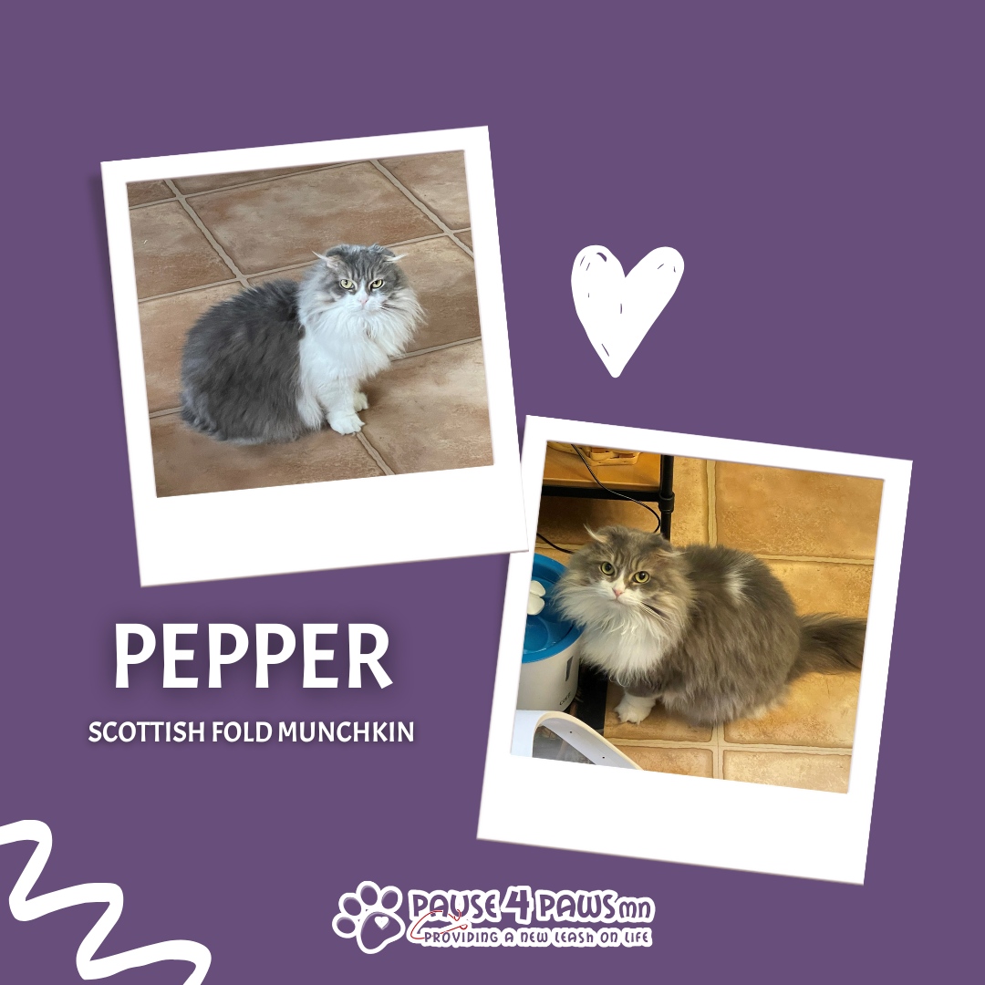 Pause4PawsMN's tweet photo. At Pause 4 Paws, we connect pets in need with safe, loving homes. This week, two families reached out for help rehoming their beloved pets. Let’s work together to give them the love they deserve!

Meet Pepper
✔️ Breed: Scottish Fold Munchkin
✔️ Age: 14 years (born May 3, 2019)... https://t.co/qdfVlGqnLL