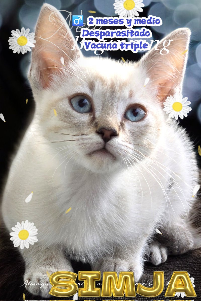 🐾🐾Gatitos a salvo🐾🐾 tweet media
