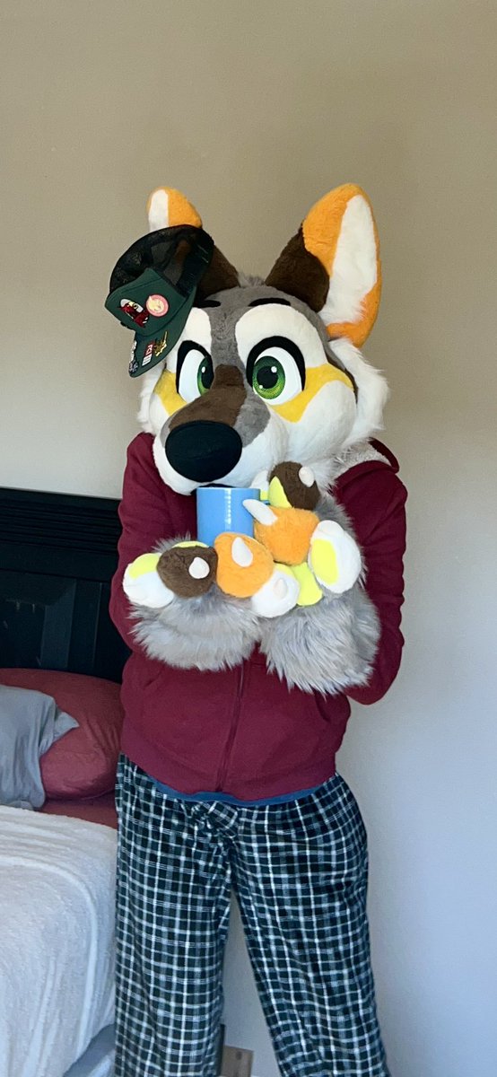 New Bedroom, Same Yote! If ya ever stop by my place, expect cuddles and coffee :3 

☕️<a href="/rockysroastery/">Rocky's Roastery</a> 
#FursuitFriday #fursuit #Coffee