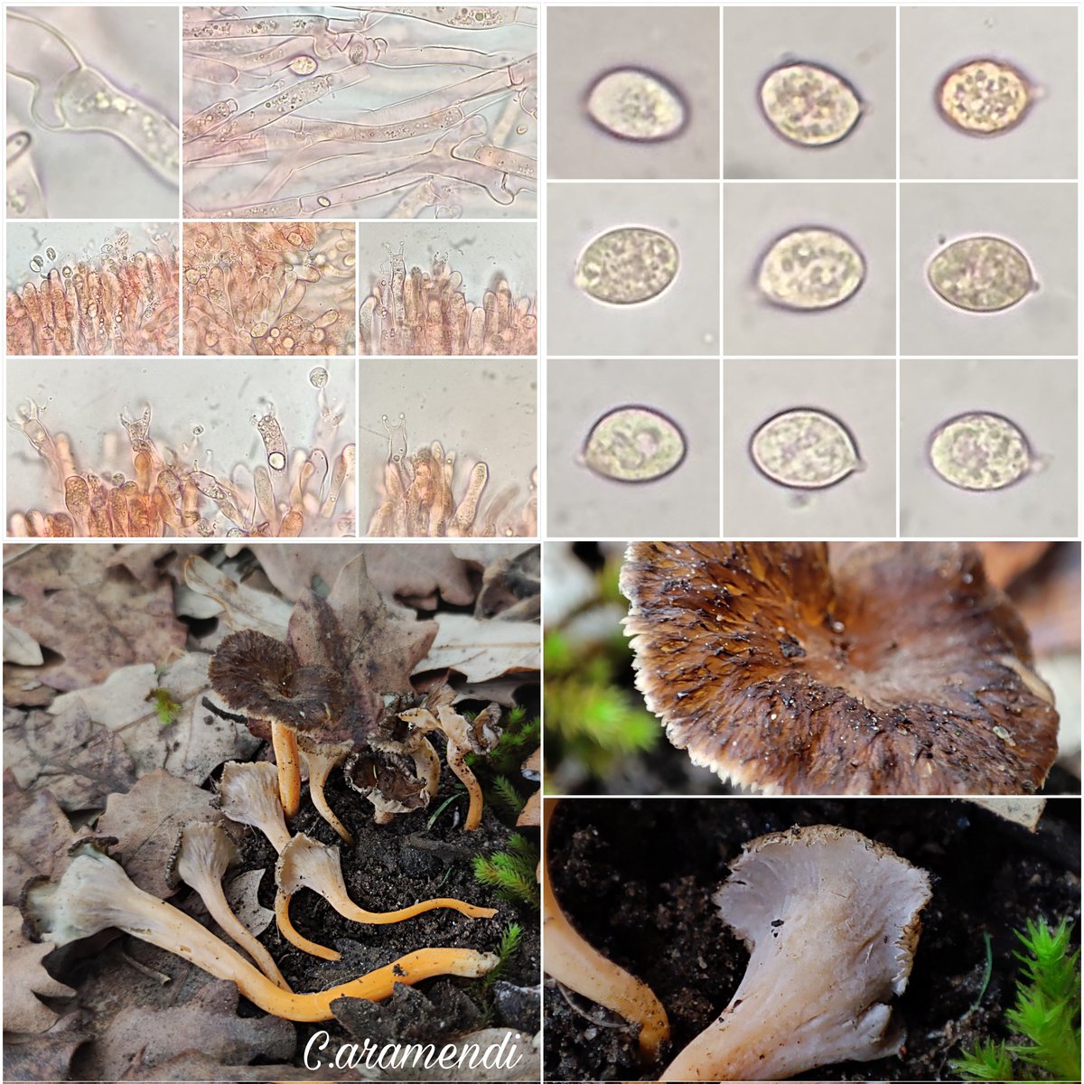 💥 Craterellus lutescens

En Ávila. Primera vez que lo observo en esta provincia, en suelo ácido.

Bosque de Q.pyrenaica, Q. faginea, C.sativa, P.pinaster, E.arborea y A.unedo.

Esporas 9,7 [10,2; 12,2] 12,3 x 7,3 [7,5; 8,7] 9,8 Q=1,3 [1,3; 1,6] 1,6; N = 93 Μe = 10,8 x 8,1 µm.