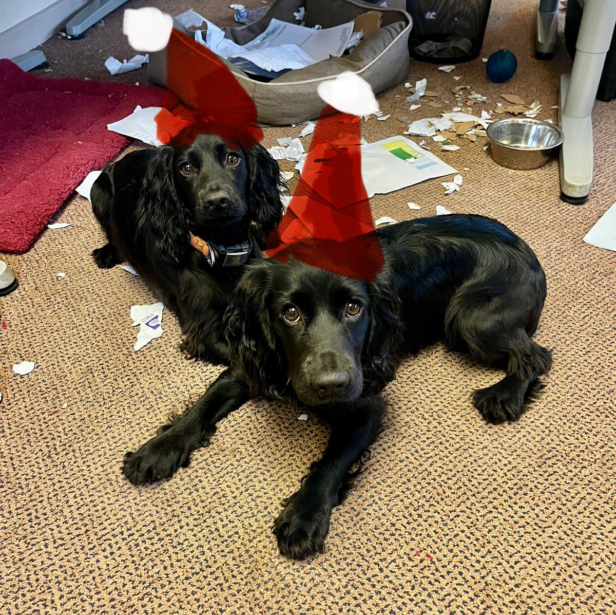 Wishing all our clients and followers a restful and  Happy Christmas 🎄🎄🎄 here are our office paper shredders clearing the office before we shut 🙄😅 the office is now closed until the 6 January. Best wishes all, Hannah, Andrew, Brad and Amy