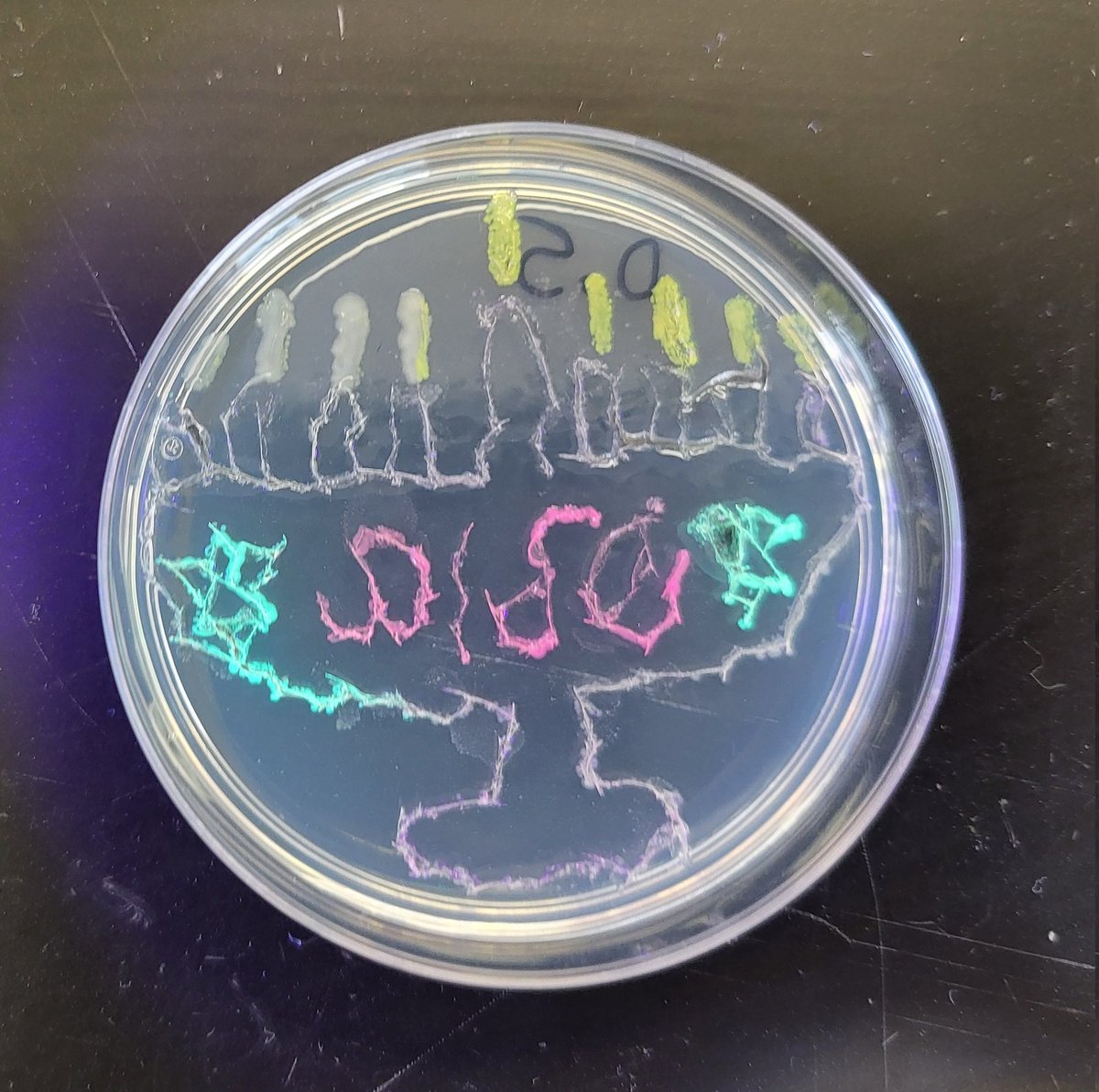 Laura Wodlinger (@mswodscigal) on Twitter photo Amazing #AgarArt by <a href="/WCI_YRDSB/">Westmount Collegiate Institute</a> 12 Bio with help from <a href="/Aminobiolab/">Amino Labs</a> EngineerIt and Canvas Kits
#GMO #art
Putting the A in #STEAM Amazing #AgarArt by <a href="/WCI_YRDSB/">Westmount Collegiate Institute</a> 12 Bio with help from <a href="/Aminobiolab/">Amino Labs</a> EngineerIt and Canvas Kits
#GMO #art
Putting the A in #STEAM
