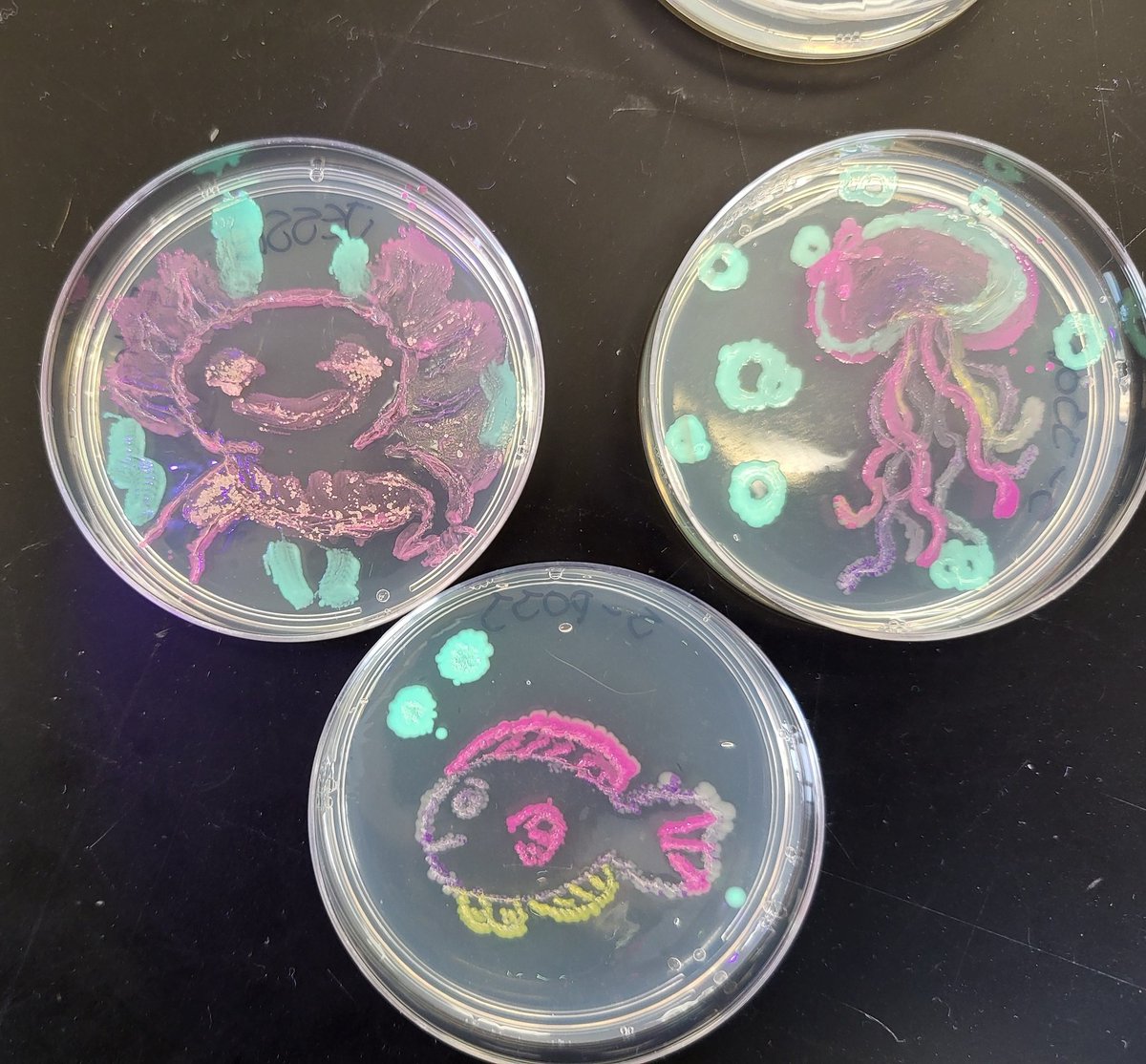 MsWodSciGal's tweet photo. Amazing #AgarArt by @WCI_YRDSB 12 Bio with help from @Aminobiolab EngineerIt and Canvas Kits
#GMO #art 
Putting the A in #STEAM https://t.co/kyhtSnRr73