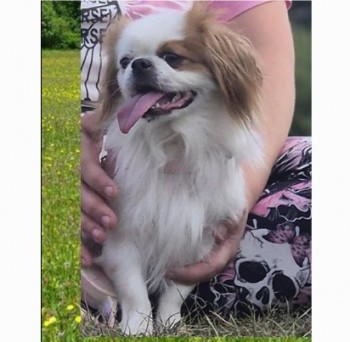 millypod1's tweet photo. 🆘14 DEC 2024 #Lost LUNA #ScanMe
White /Brown Pekingese Female
#PondersEnd #Enfield North London #EN3
https://t.co/TqYe8m2iDW https://t.co/getv8CBlcR