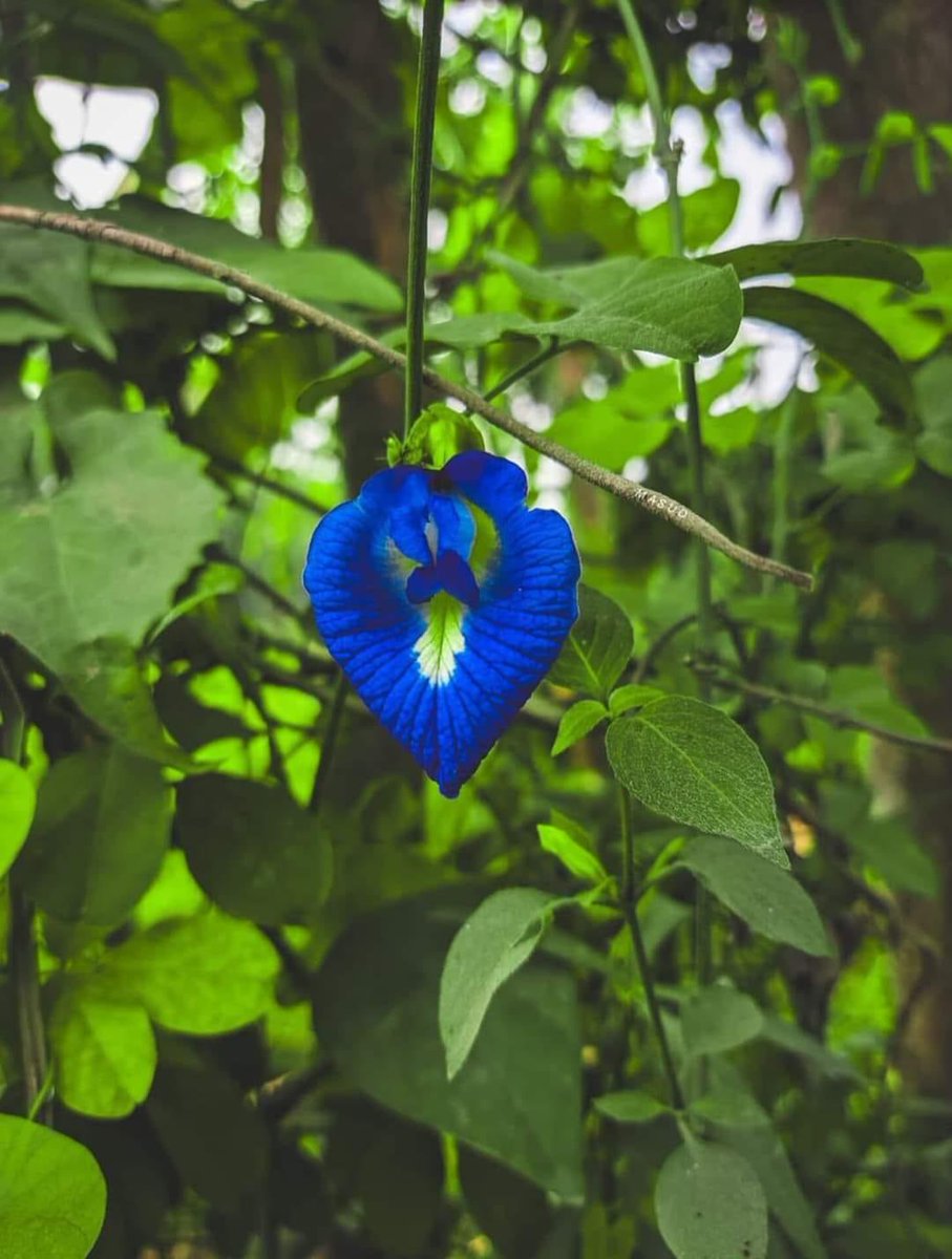 ভালোবাসা চাই না।। ভালো বন্ধু চাই 🥰🥰 🥰 I like