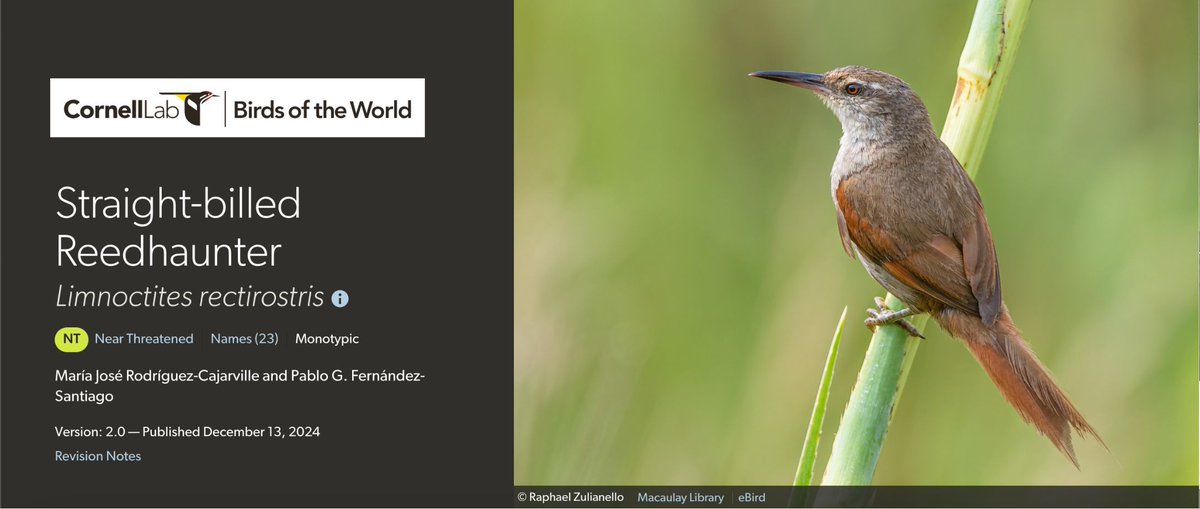 Birds of The World: The Cornell Lab (@birdsoftheworld) on Twitter photo The near-threatened Straight-billed Reedhaunter is known for its preference for eryngo wetlands, where the prominent Eryngium plant and its importance to the species continues to stump researchers.
Visit BOW for recent findings thanks to <a href="/Aves_Uruguay/">Aves Uruguay</a>!
buff.ly/4iKO5mk The near-threatened Straight-billed Reedhaunter is known for its preference for eryngo wetlands, where the prominent Eryngium plant and its importance to the species continues to stump researchers.
Visit BOW for recent findings thanks to <a href="/Aves_Uruguay/">Aves Uruguay</a>!
buff.ly/4iKO5mk