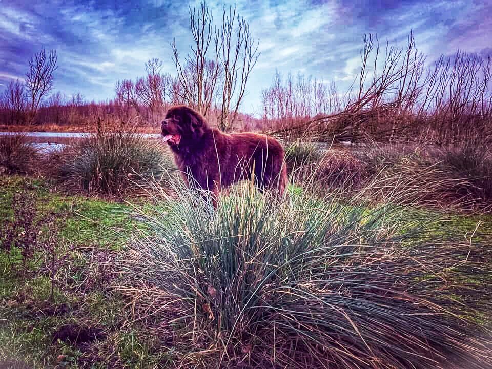 audiporn13's tweet image. Voor de Choco fans , hier nog eentje uit de ouwe doos 🤎

#newfoundlander #newfies #neufundländer