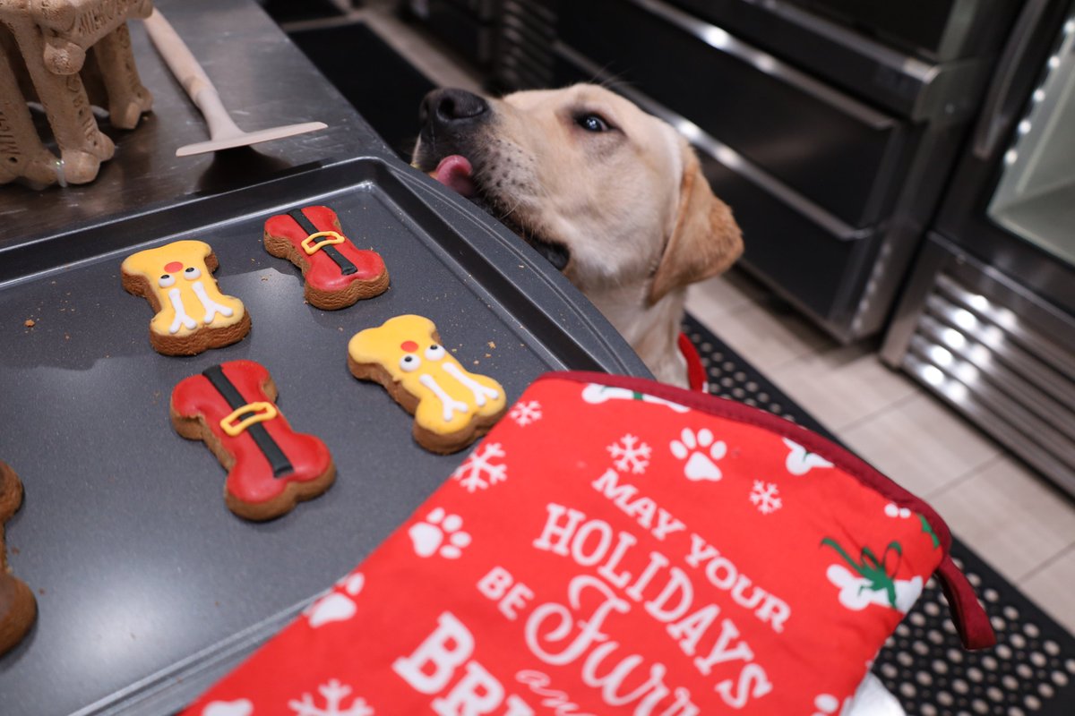 MetsVetDog's tweet photo. Calories donβt count during the holidays. Right? πͺ𦴠#12DaysofBuddy https://t.co/6A9GEWdZw9
