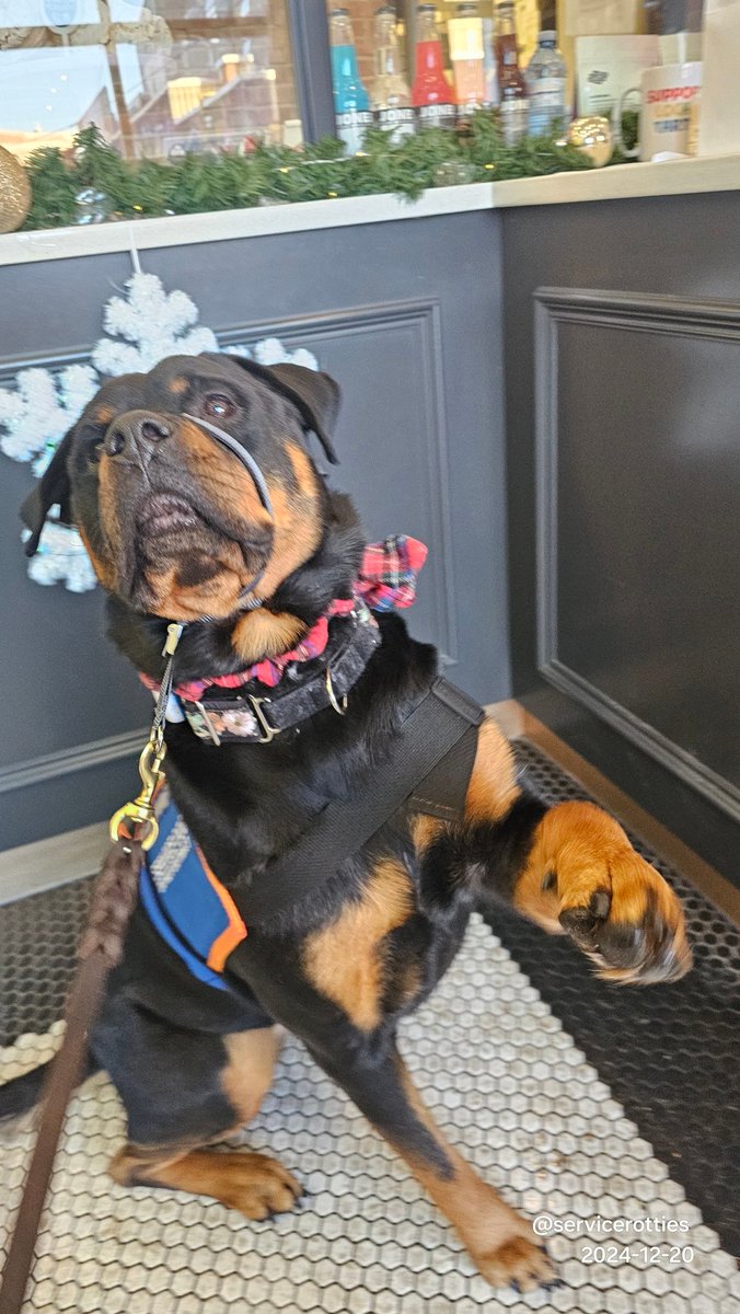 servicerotties's tweet image. Chesnyy would like to remind you...yes, YOU, to remember that the holiday spirit is about being kind. Not just to others, but to yourself as well. 
You deserve a cookie, too!