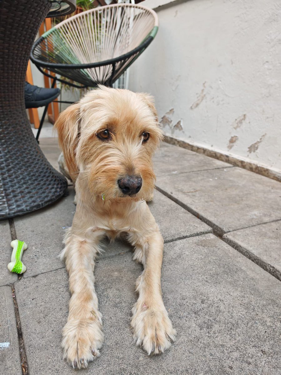 BlanquitaMontt's tweet photo. Amiquitos necesitamos máxima difusión. Perrita encontrada en la Pikada de Holanda con San Pio X, pidiendo comida en la mesas, flaca y con tetitas como de postdestete 
Nos ayudas a encontrar a su humano definitivo? Es hermosa 🐶🐶+56995463957 +56999663375 #AdoptaNoCompres #Stgo https://t.co/oI2EOHzeE2