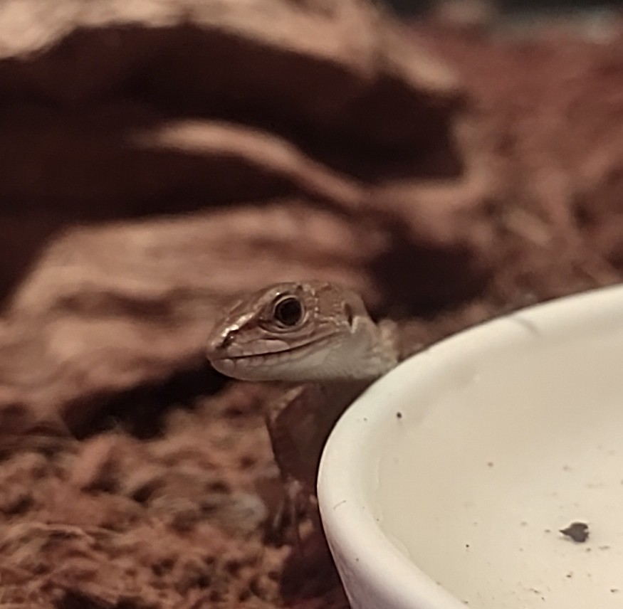 おはようさんでございます❗️😊🖐️
毎年恒例の師走の忙しさで毎日暴走だぜ❗️😁
今日も無事故で頑張るべ～💪😙
うちで一番デカいジュニ蔵くんと一番ちっこいチビカナくん😊