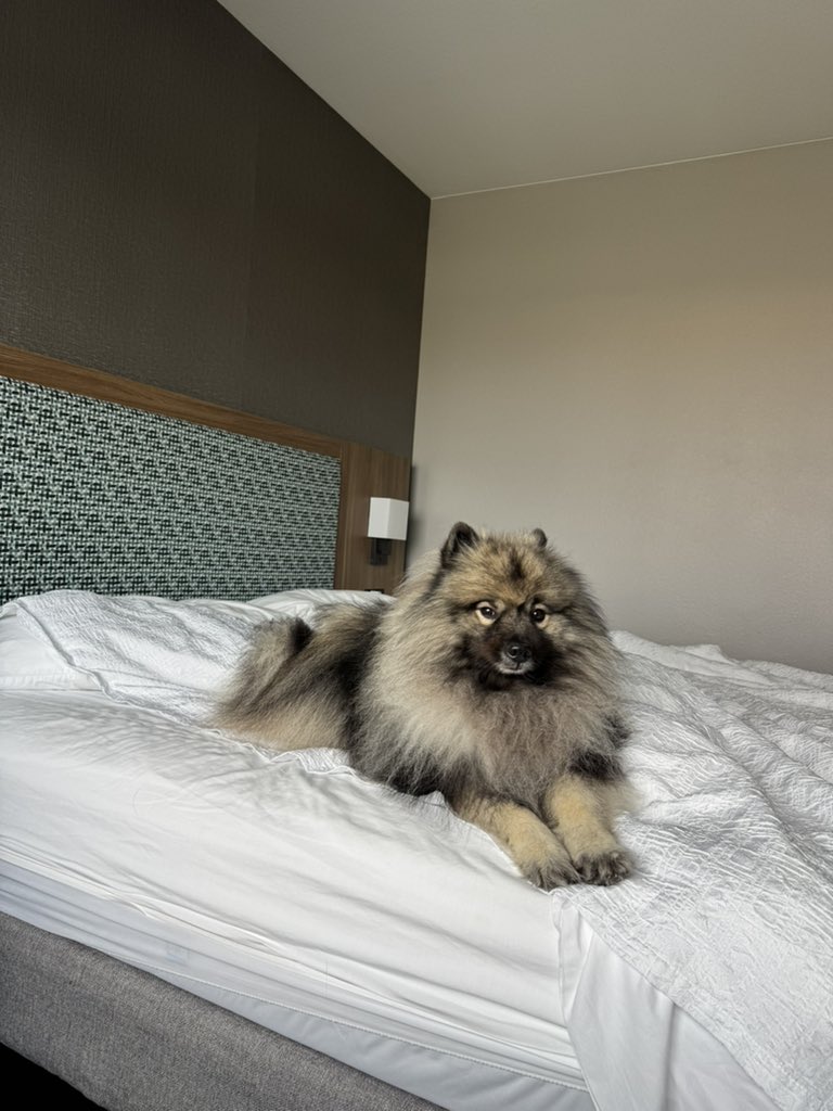 PAVGOD's tweet photo. Maslow appreciation post - sorry couldn’t wait for Maslow Monday so here’s bonus https://t.co/hGkXyTuH7Z