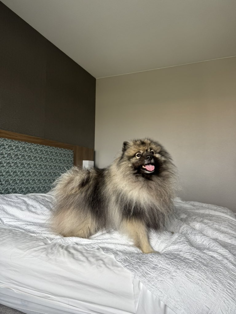 PAVGOD's tweet photo. Maslow appreciation post - sorry couldn’t wait for Maslow Monday so here’s bonus https://t.co/hGkXyTuH7Z