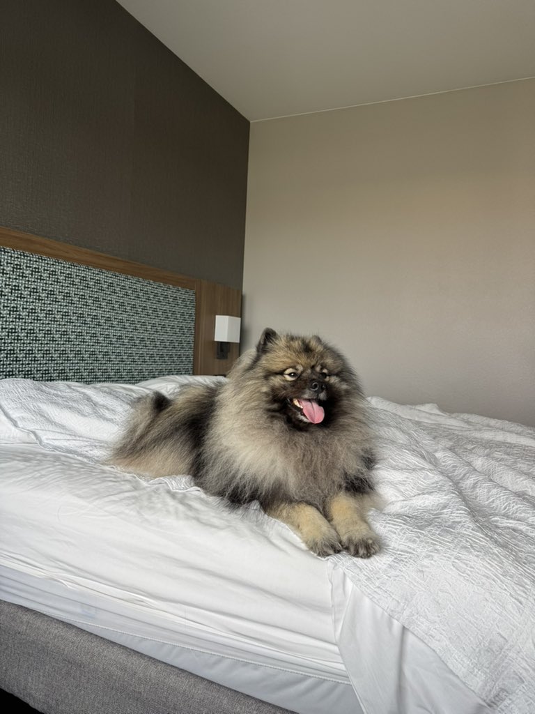 PAVGOD's tweet photo. Maslow appreciation post - sorry couldn’t wait for Maslow Monday so here’s bonus https://t.co/hGkXyTuH7Z