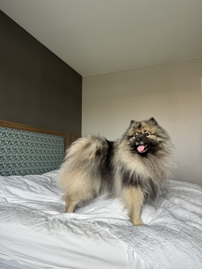 PAVGOD's tweet photo. Maslow appreciation post - sorry couldn’t wait for Maslow Monday so here’s bonus https://t.co/hGkXyTuH7Z