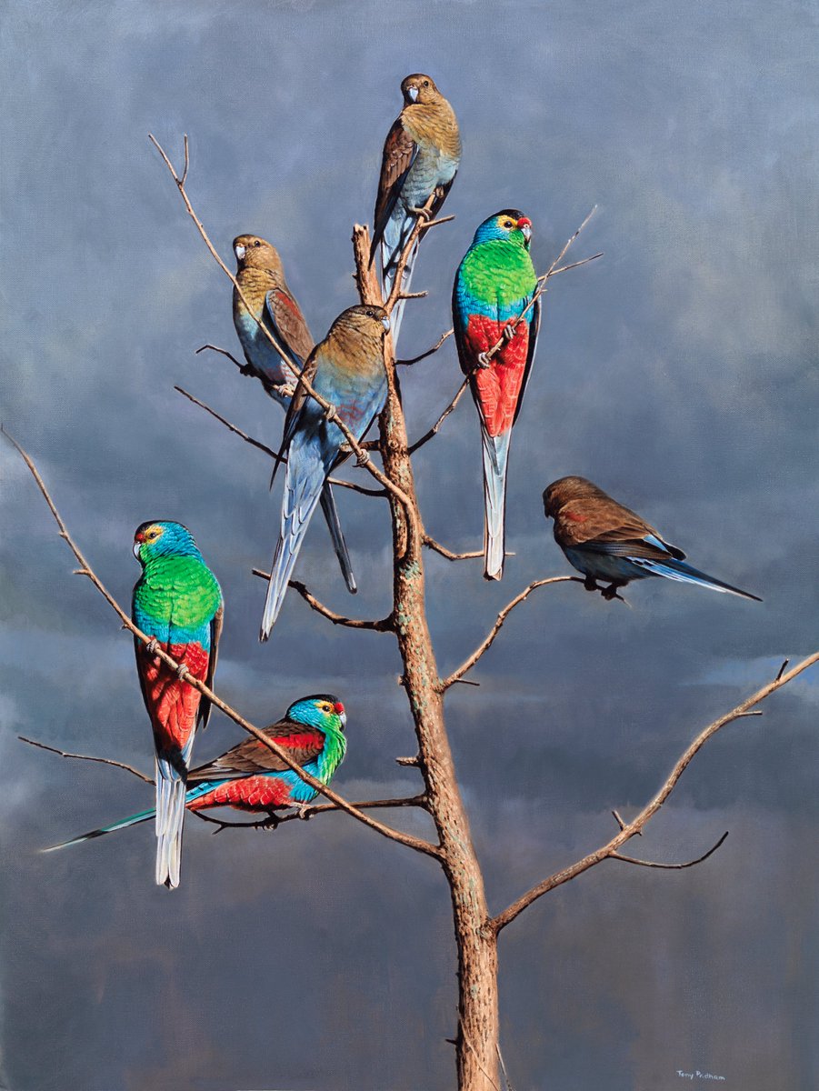 gregrobertsqld's tweet image. My story in The Australian newspaper about the fabulous Paradise #Parrot, the only #bird species to have become extinct on the mainland of #Australia. #birding #birdwatching #Extinction More here: sunshinecoastbirds.blogspot.com/2024/12/paradi…