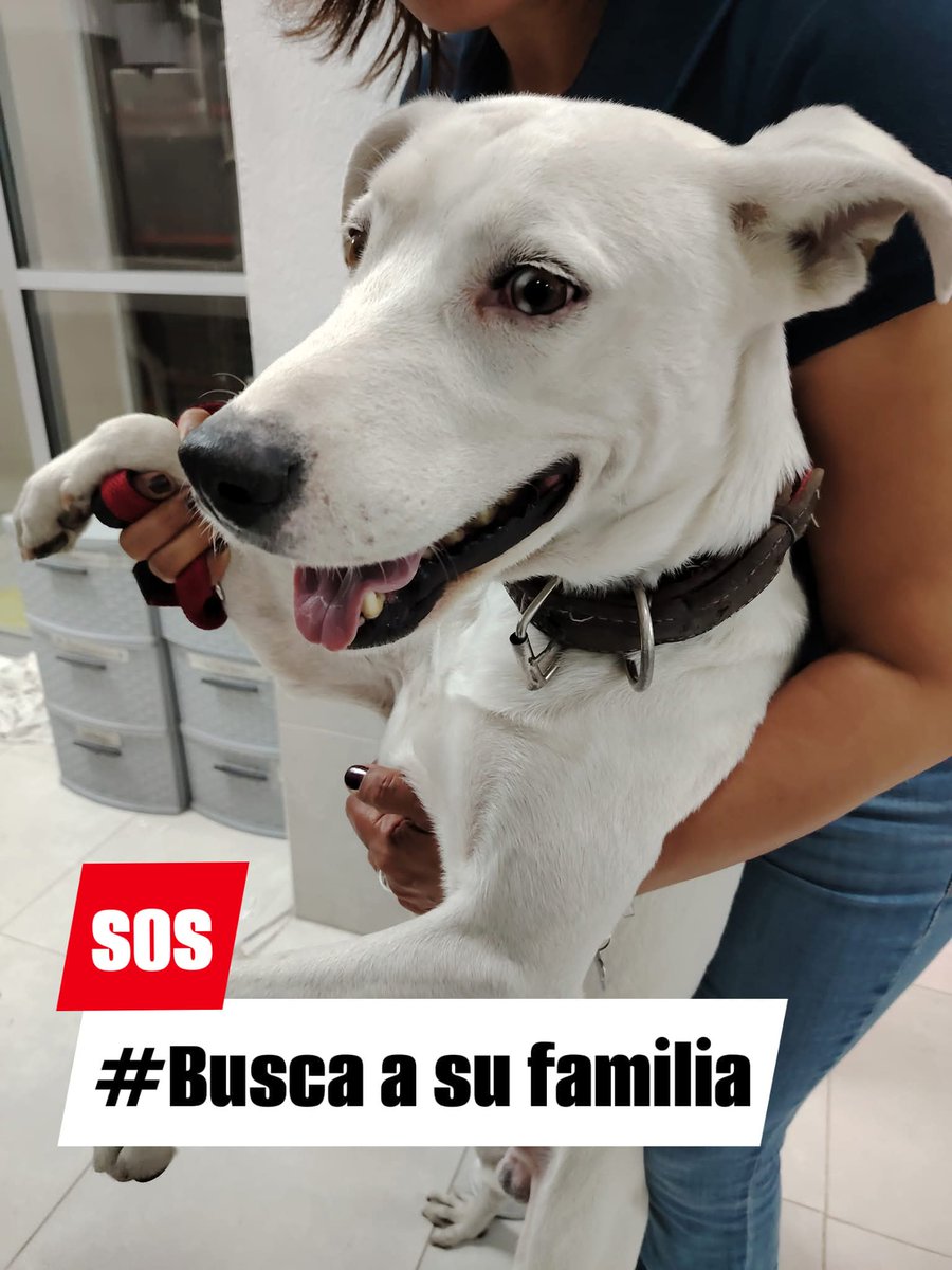 pnamexico's tweet photo. #SOS 🆘🚨Lo acabamos de encontrar corriendo por las calles aledañas a la asociación ( filipinas, Ajusco, canarias,) Col. Portales. Trae collar sin placa. Ayudanos a encontrar a su familia.

Whatsapp 5566780486
#BuscaASuFamilia  #lomitoperdido #lomitoencontrado 
#ubicapet https://t.co/89Az9illVx