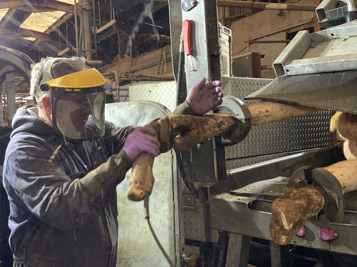 Give your cows a treat this Christmas with a foot trim or bath. Not only is this a great treat for shiny clean hooves, it also helps in combatting cattle illness, milk production problems and ensures a safe environment for your heard. ow.ly/NSGc30sGllq