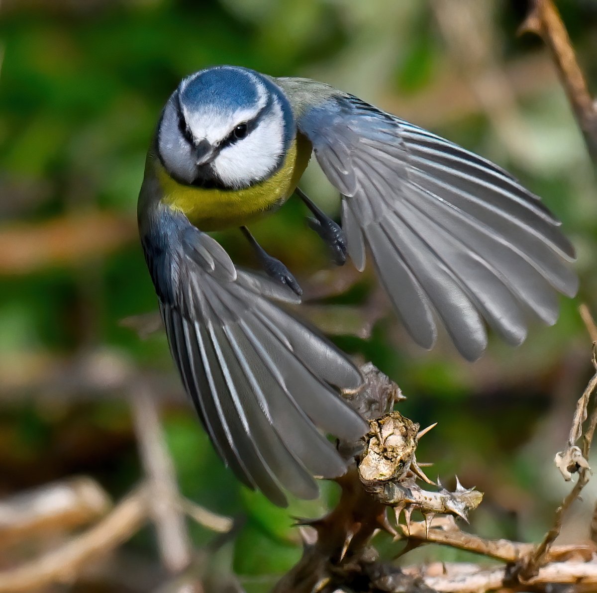 Carl Bovis tweet media