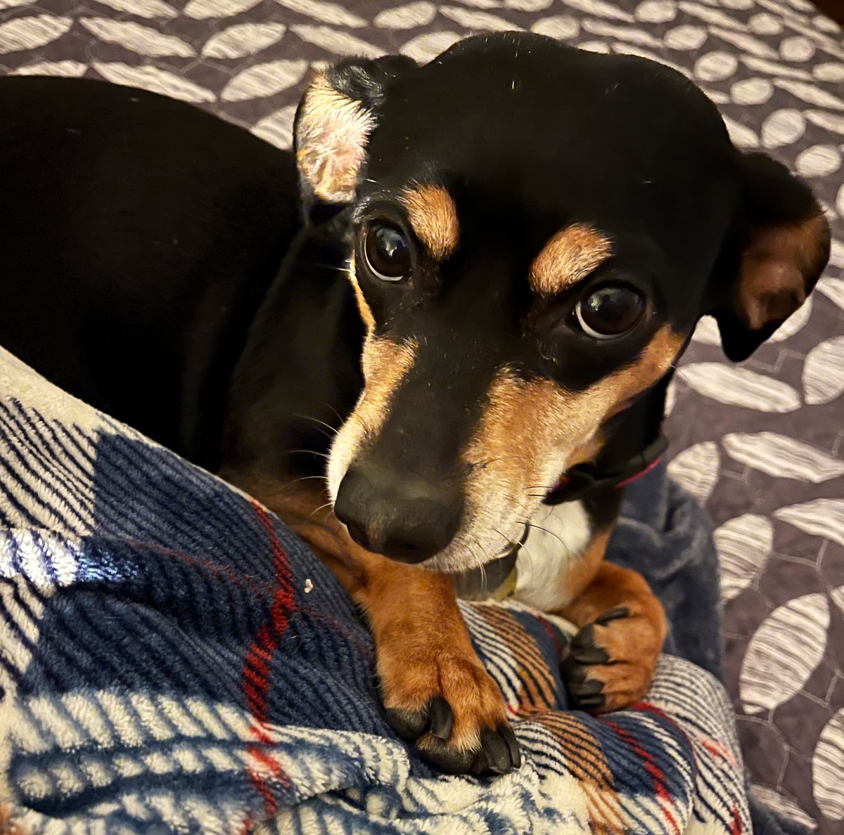 Dogs are the best companions.