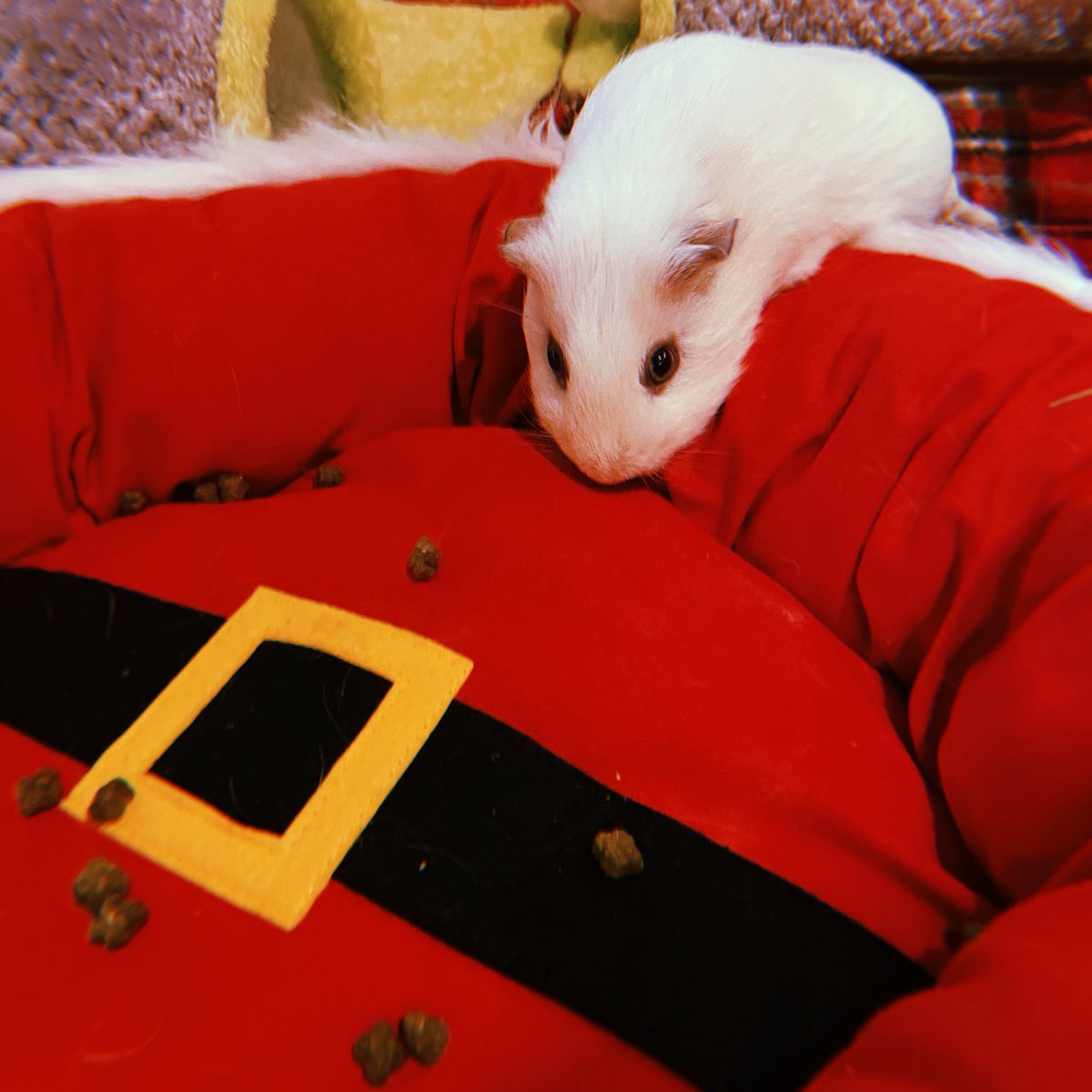 hello everyone just here to show you my boys cause it’s their first crimbo