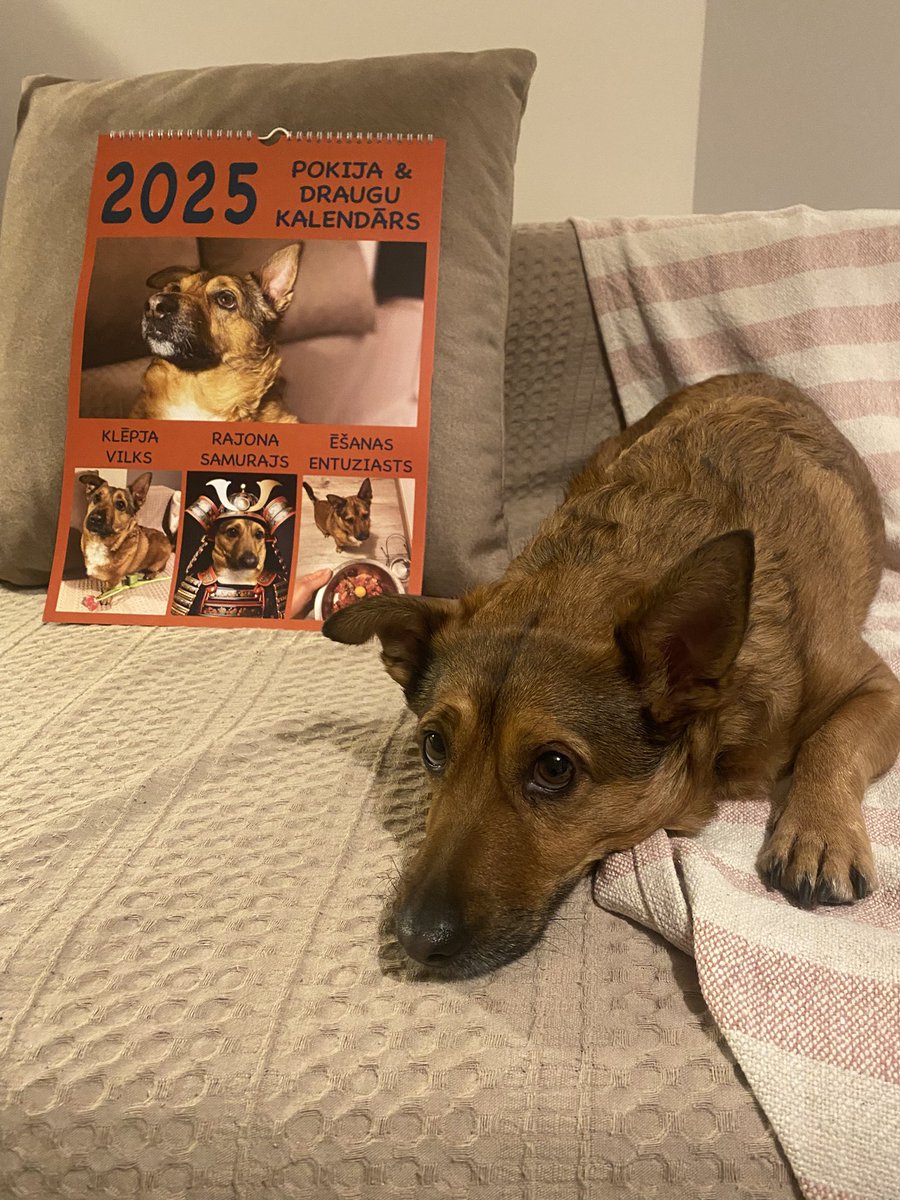 Poki-san 🏴‍☠️ tweet media