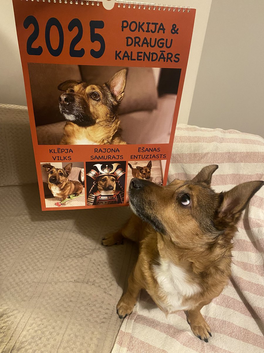 Poki-san 🏴‍☠️ tweet media