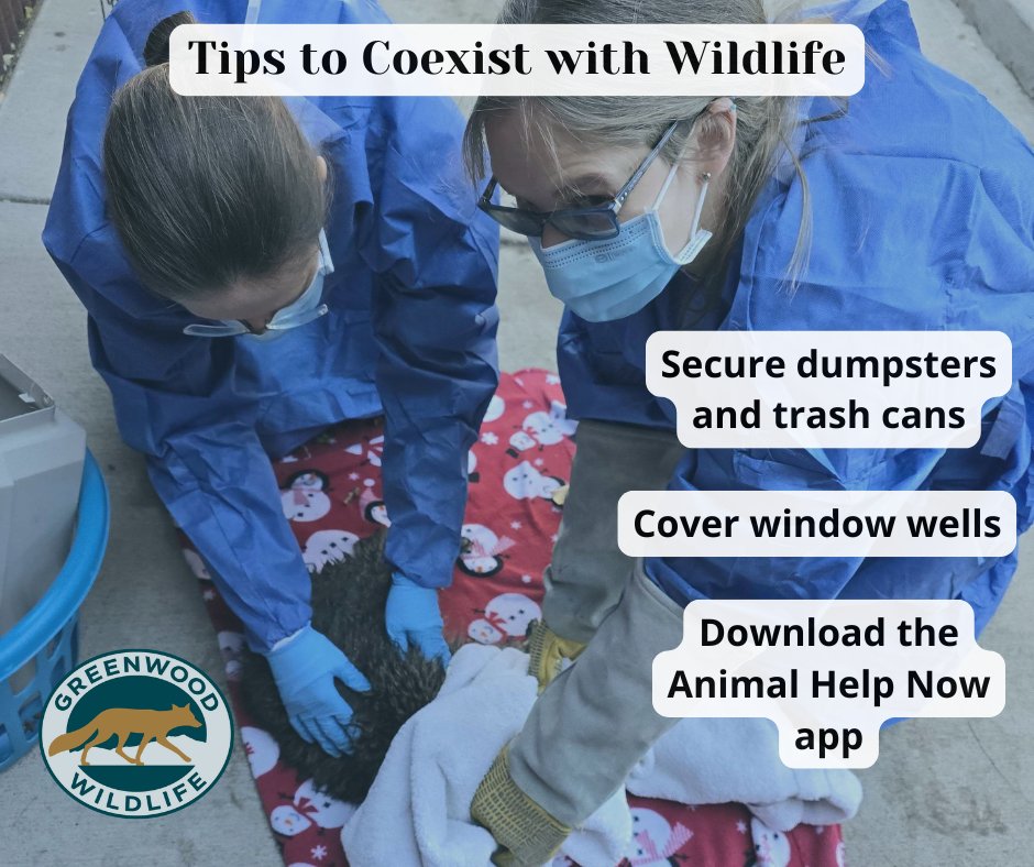 Greenwood_CO's tweet photo. Our #PatientoftheWeek was found in a compost bin, soaking wet and freezing. Ensure trash, recycling, and compost receptacles are sealed and secured to prevent incidents like this. Our actions can make a positive impact in the lives of our wild neighbors.

#GreenwoodWildlife https://t.co/g6JgYAkwJq
