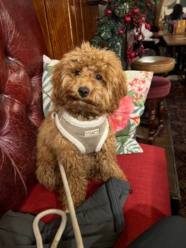 millypod1's tweet photo. SAVANNAH JUMPED IN FLOODED MEADOWS😢
🆘19 DEC 2024 #Lost #ScanMe
YOUNG Red Poodle Cross Female
#RiverSoar Pebble Beach Bridge
#AylestoneMeadows #Aylestone #Leicester #LE2
https://t.co/axlmU0Jpqm https://t.co/CqpTmzIyUr