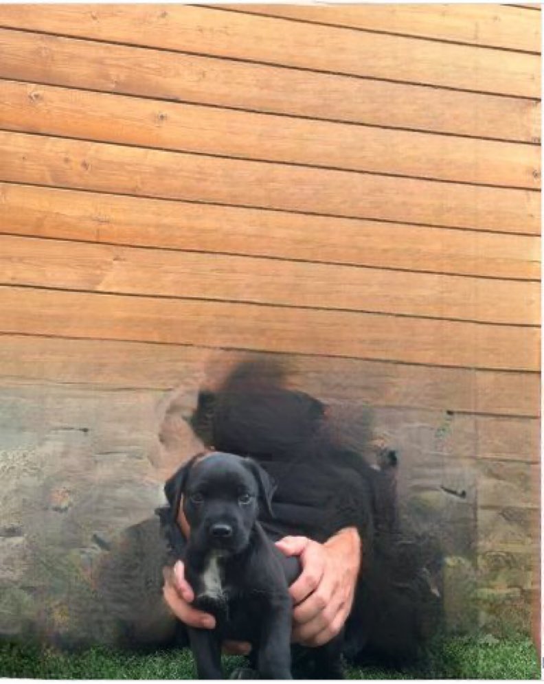 removed the dog