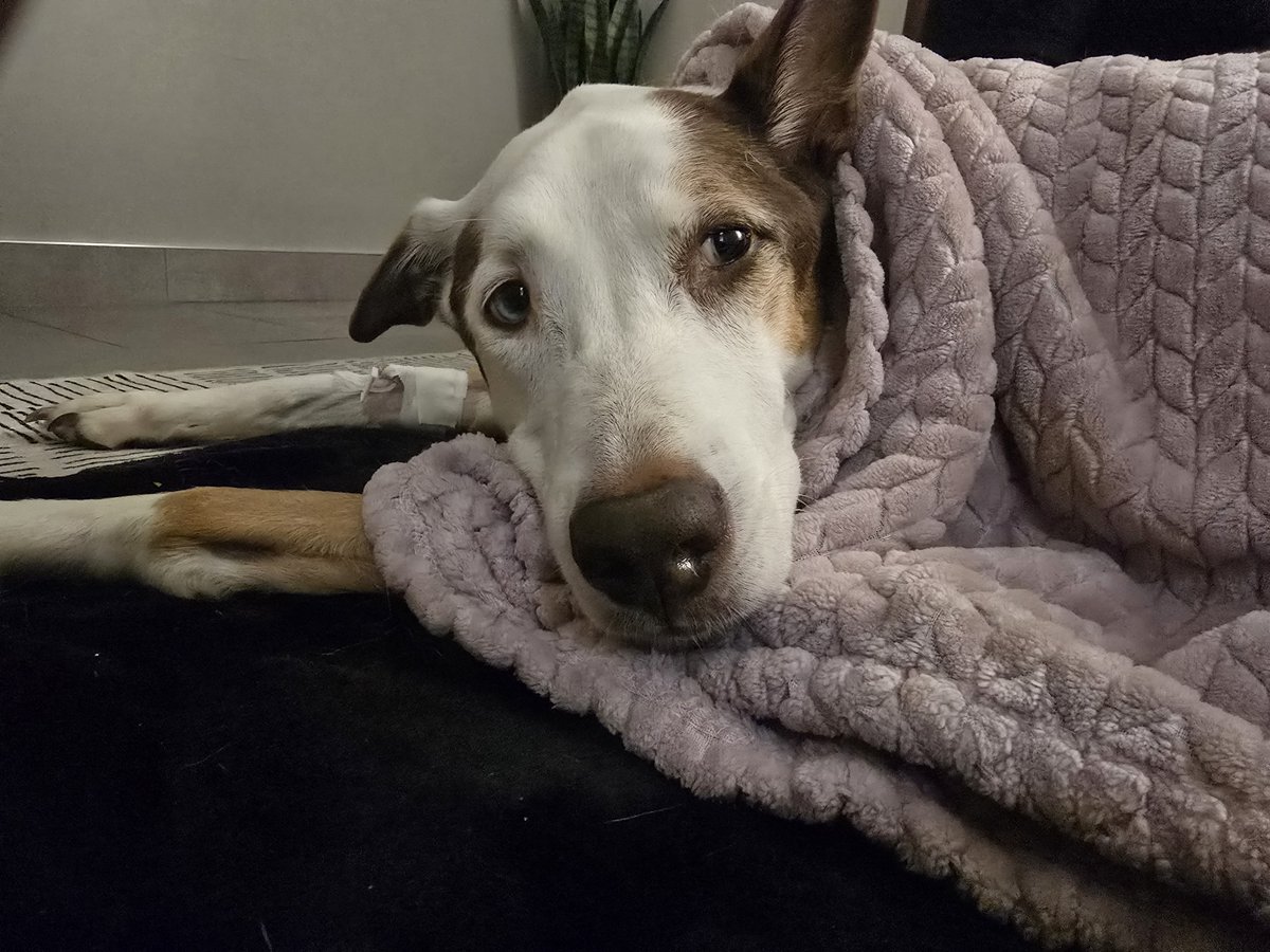 quarterjada's tweet photo. my baby is gone :( i hate life sometimes https://t.co/71DLjJyF6v
