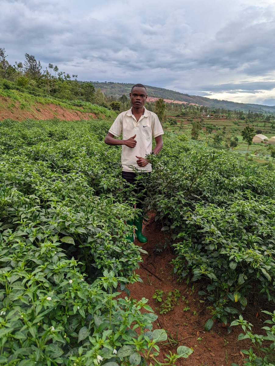 CedMunezero's tweet image. Start small, dream big! Focus on skills, market research, and innovation. Embrace challenges, network, and stay consistent. Agriculture offers endless opportunities—be the change! 🌱💼 #YouthInAgribusiness #Agripreneurship #FarmingForFuture #AgriInnovation #StartSmallGrowBig