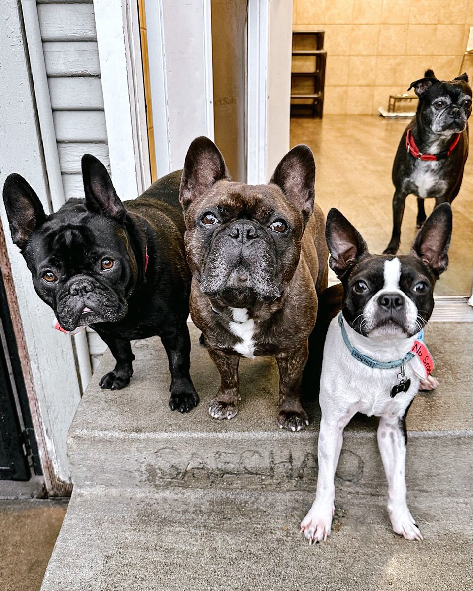 FacesofChaChas's tweet image. The Frenchies are back to pawtying it up, with their friends at daycare today! #FrenchieFriday is kicking off with toy time and treats! Reserve your spot 🐾.

#eastsac #dogsofsacramento #frenchiefun #doggydaycare #doggiedaycare #groomingsalon
