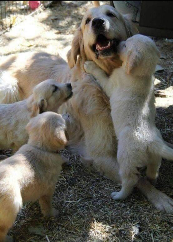 Sweet Mom and puppies 😘💝