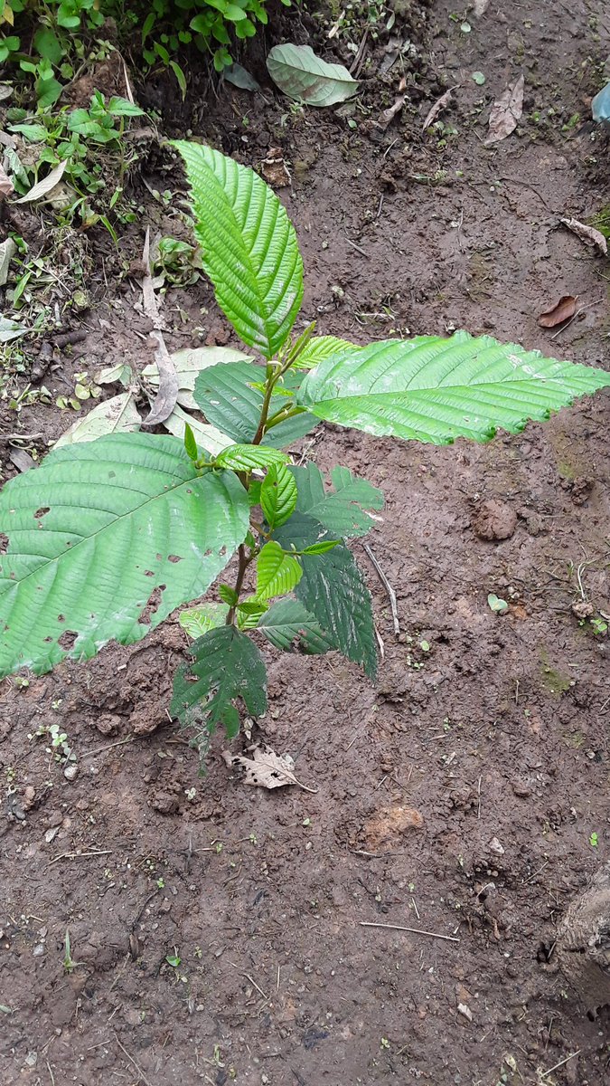 Forest of Hope (FHA) tweet media