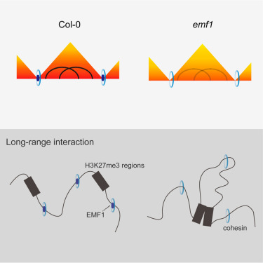 MolecularCell's tweet photo. EMF1 functions as a 3D chromatin modulator in Arabidopsis https://t.co/KYrllC0z0Z https://t.co/H9MvY7sstY