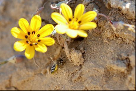 Explore a fascinating study by Karin Sternberg on the hidden world of solitary bees in South Africa's Great Karoo: buff.ly/3DsAGz4