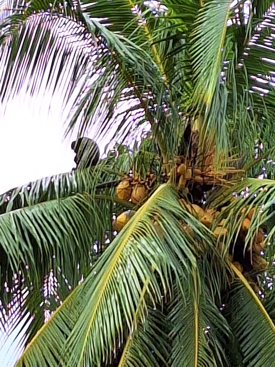 #costarica #sloths fabulous animals and flora