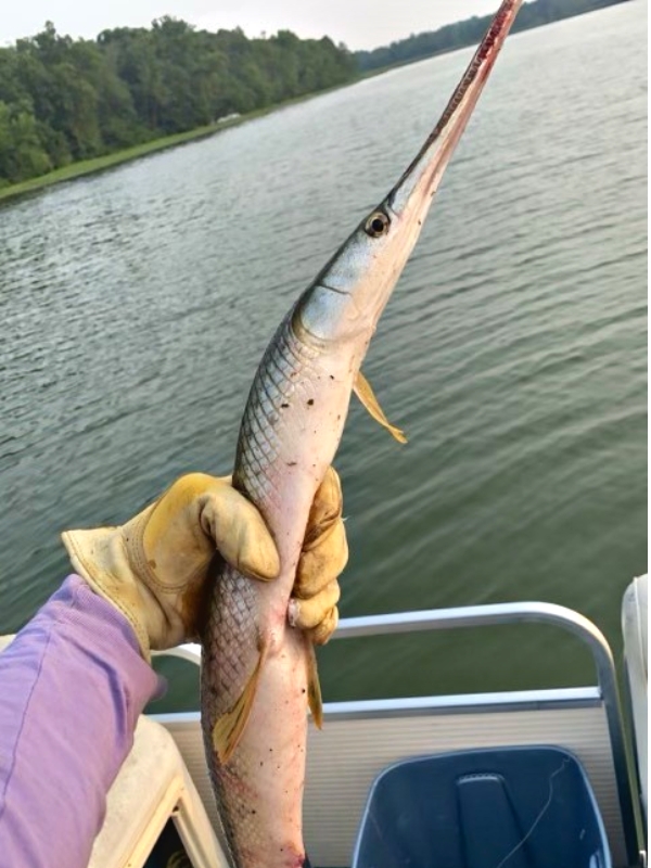 Otter Tail Country (@ottertailcounty) on Twitter photo .<a href="/OKWildlifeDept/">Oklahoma Department of Wildlife Conservation</a> & <a href="/SolomonRDavid/">Dr. Solomon David</a> is it too late for us to get in on the #garweek fun? We have gar here in Otter Tail County, MN. .<a href="/OKWildlifeDept/">Oklahoma Department of Wildlife Conservation</a> & <a href="/SolomonRDavid/">Dr. Solomon David</a> is it too late for us to get in on the #garweek fun? We have gar here in Otter Tail County, MN.