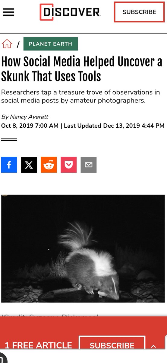 StripedFriend's tweet image. I don't want to be bragging but skunks not only have good self-defense but also looks(look at our fluffy tails) charm (we are cute) and big brains 😏