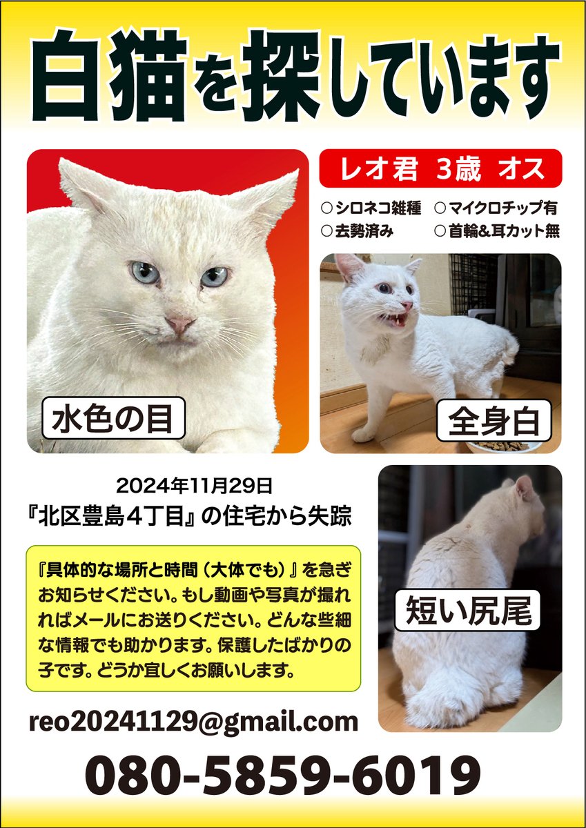 ブルーアイの #白猫レオ くんを探しています。 11/29に東京都北区豊島4