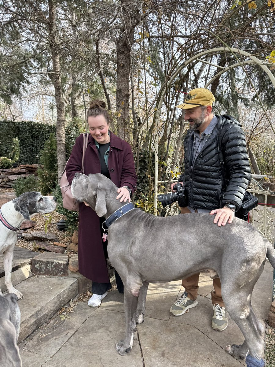 Winston is only 4 inches shorter than the world's tallest dog, a Great Dane  named Zeus, as documented by the Guinness World Records. And, he's much  heavier. Zeus weighed 155 lbs., image size:900x1200