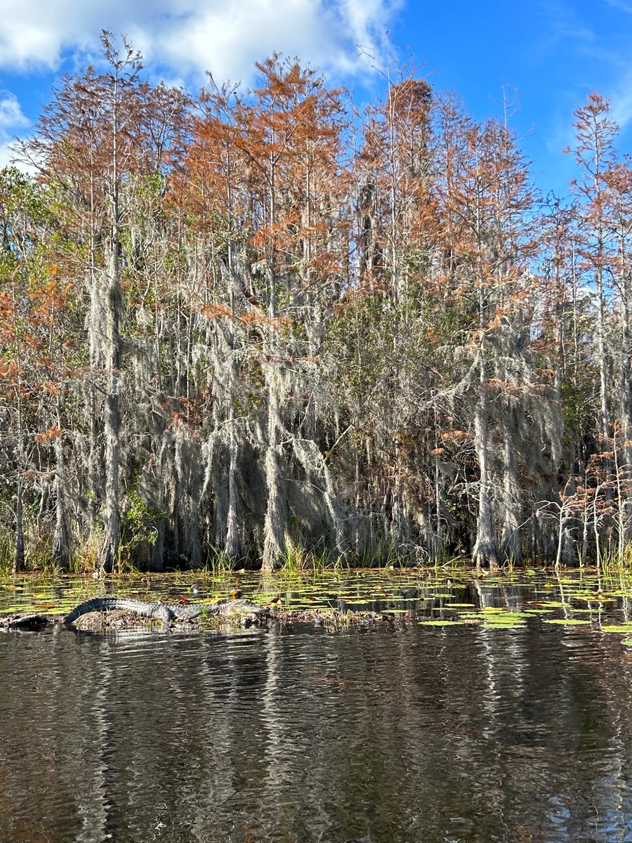 BREAKING 🐊 The US is nominating the Okefenokee NWR to be a UNESCO world heritage site. It would be the first US wildlife refuge and first site from GA on the list if approved. doi.gov/pressreleases/…