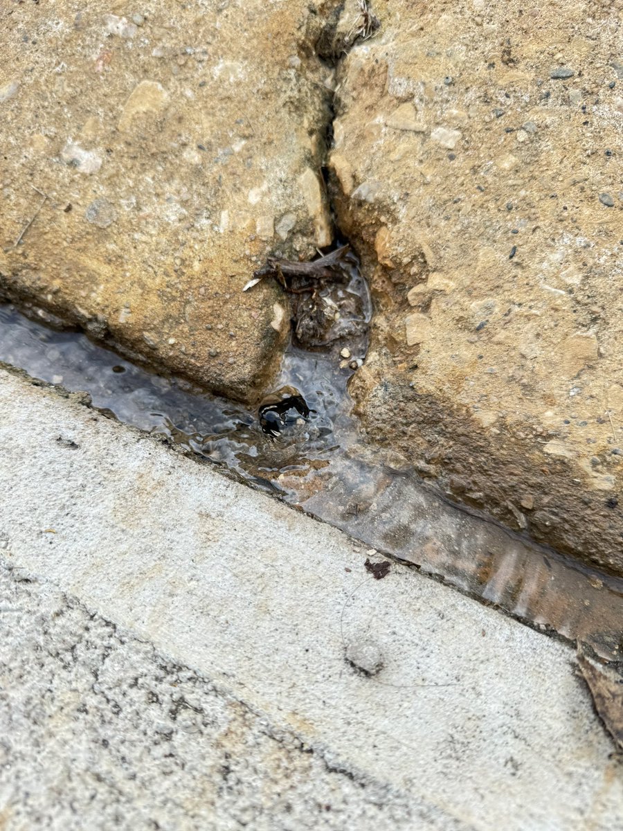 rugaldem's tweet photo. @SASCentroOfic fuga de agua de hace tres meses, circuito los árboles, bonanza, Villahermosa, Tabasco https://t.co/j9OZr7O8aY