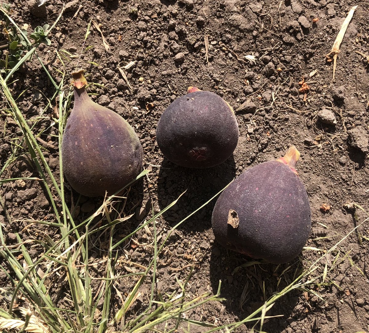 Ana🎰x~🌷(Hank’s husband) tweet media