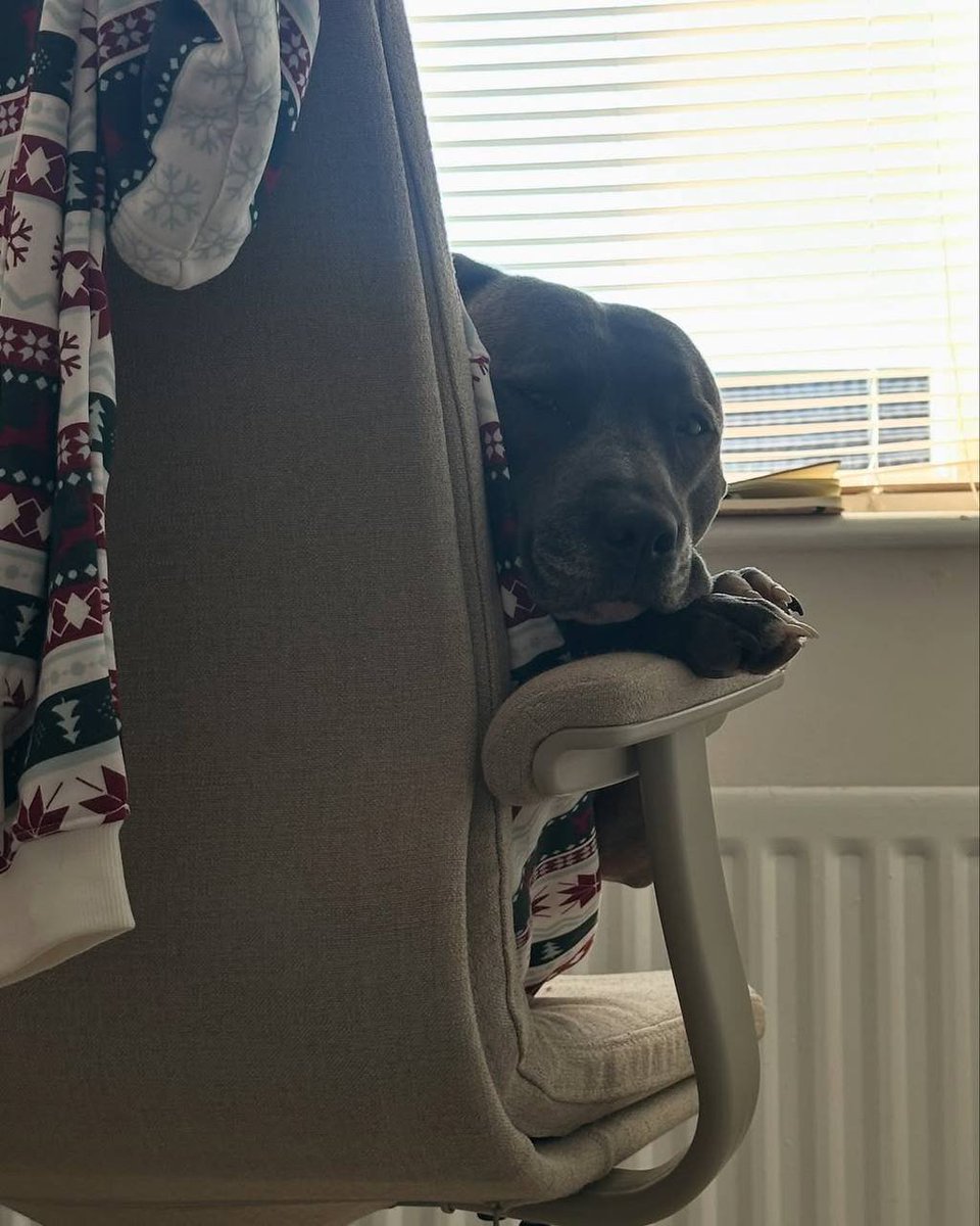 Jealous of my dog sleeps all day and has no deadlines to meet. I love you baby😍