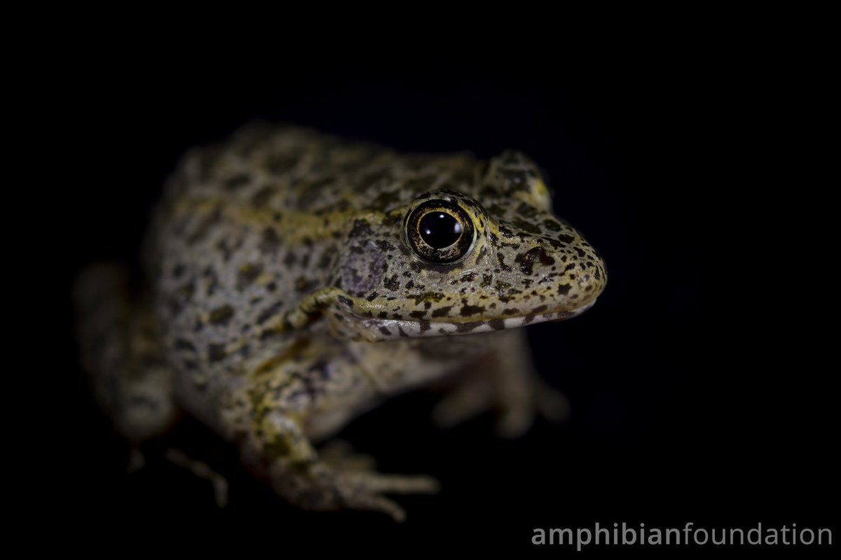 amphibianfound's tweet photo. POV: You and your coworker watching one another as you count down the seconds until #FrogFriday freedom!
#GopherFrog #Lithobates #Lithobatescapito #Frog #Frogs #Amphibian #Amphibians #Amphibia #Herpetology https://t.co/PElkKgabd7